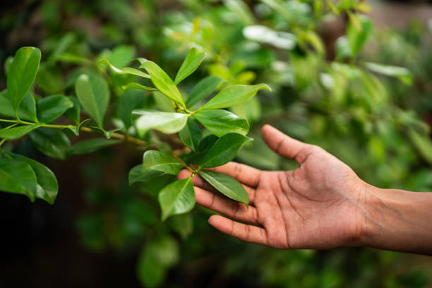 Port Jefferson, NY Tree Services Company